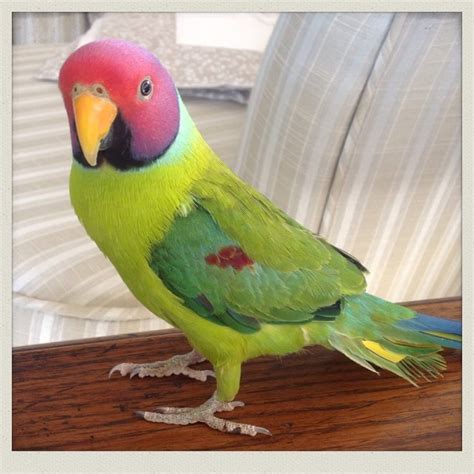 Male and Female. . Parakeet for sale near me